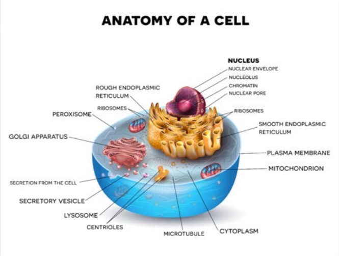 Ozone Therapies and Your Health